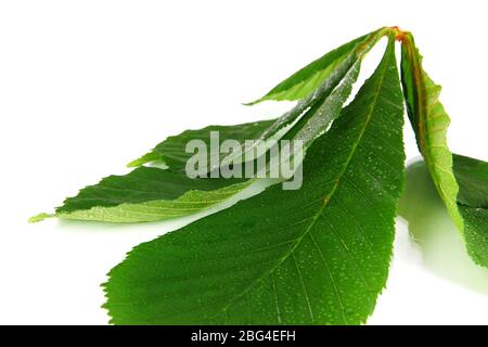 Grünes Blatt, isoliert auf weiss Stockfoto