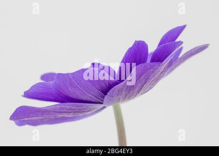 Zarte Blütenblätter einer blauen Anemone coronaria De Caen 'Mr Fokker' Blume vor einem weißen Hintergrund Stockfoto