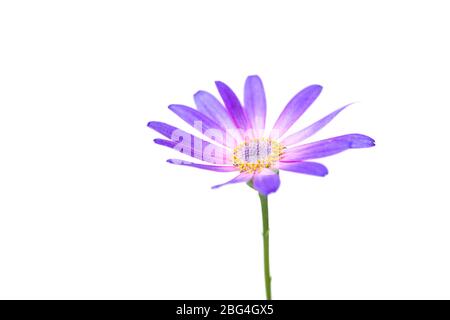 High Key Aufnahme von Senetti Blume Stamm vor hellem weißen Hintergrund Stockfoto