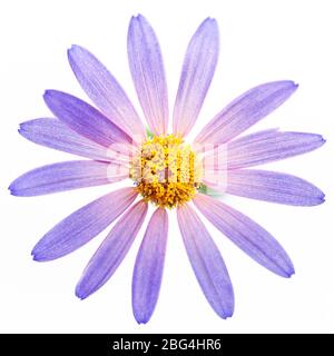 Nahaufnahme von lila Senetti Blütenkopf vor einem hellen weißen Hintergrund in High Key Stockfoto