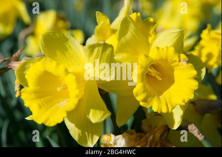 Lennoxtown, Großbritannien. April 2020. Im Bild: Öffentliche Gärten in der kleinen Stadt nördlich von Glasgow namens Lennoxtown. Leere Parkbank mit Blumenbeeten aus Narzissen und Tulpen und Kirschblüten. Merkwürdig beschäftigt mit ‘Rush Hour' Verkehr auf der Straße, als Pendler oder Menschen an einem Tag kommen zurück zu ihren Häusern während der Coronavirus (COVID-19) Sperrung. Quelle: Colin Fisher/Alamy Live News Stockfoto