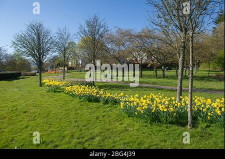 Lennoxtown, Großbritannien. April 2020. Im Bild: Öffentliche Gärten in der kleinen Stadt nördlich von Glasgow namens Lennoxtown. Leere Parkbank mit Blumenbeeten aus Narzissen und Tulpen und Kirschblüten. Merkwürdig beschäftigt mit ‘Rush Hour' Verkehr auf der Straße, als Pendler oder Menschen an einem Tag kommen zurück zu ihren Häusern während der Coronavirus (COVID-19) Sperrung. Quelle: Colin Fisher/Alamy Live News Stockfoto