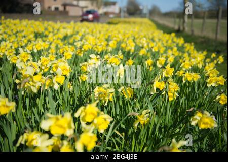 Lennoxtown, Großbritannien. April 2020. Im Bild: Öffentliche Gärten in der kleinen Stadt nördlich von Glasgow namens Lennoxtown. Leere Parkbank mit Blumenbeeten aus Narzissen und Tulpen und Kirschblüten. Merkwürdig beschäftigt mit ‘Rush Hour' Verkehr auf der Straße, als Pendler oder Menschen an einem Tag kommen zurück zu ihren Häusern während der Coronavirus (COVID-19) Sperrung. Quelle: Colin Fisher/Alamy Live News Stockfoto