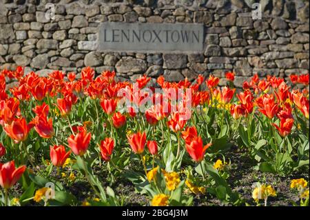 Lennoxtown, Großbritannien. April 2020. Im Bild: Öffentliche Gärten in der kleinen Stadt nördlich von Glasgow namens Lennoxtown. Leere Parkbank mit Blumenbeeten aus Narzissen und Tulpen und Kirschblüten. Merkwürdig beschäftigt mit ‘Rush Hour' Verkehr auf der Straße, als Pendler oder Menschen an einem Tag kommen zurück zu ihren Häusern während der Coronavirus (COVID-19) Sperrung. Quelle: Colin Fisher/Alamy Live News Stockfoto