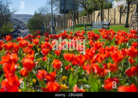 Lennoxtown, Großbritannien. April 2020. Im Bild: Öffentliche Gärten in der kleinen Stadt nördlich von Glasgow namens Lennoxtown. Leere Parkbank mit Blumenbeeten aus Narzissen und Tulpen und Kirschblüten. Merkwürdig beschäftigt mit ‘Rush Hour' Verkehr auf der Straße, als Pendler oder Menschen an einem Tag kommen zurück zu ihren Häusern während der Coronavirus (COVID-19) Sperrung. Quelle: Colin Fisher/Alamy Live News Stockfoto