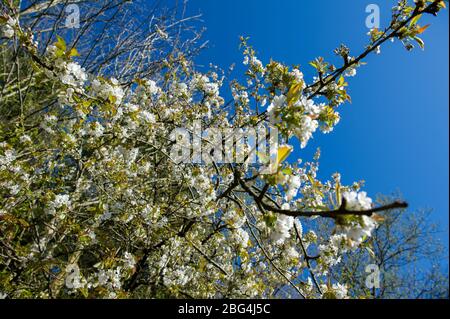 Lennoxtown, Großbritannien. April 2020. Im Bild: Öffentliche Gärten in der kleinen Stadt nördlich von Glasgow namens Lennoxtown. Leere Parkbank mit Blumenbeeten aus Narzissen und Tulpen und Kirschblüten. Merkwürdig beschäftigt mit ‘Rush Hour' Verkehr auf der Straße, als Pendler oder Menschen an einem Tag kommen zurück zu ihren Häusern während der Coronavirus (COVID-19) Sperrung. Quelle: Colin Fisher/Alamy Live News Stockfoto