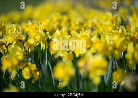 Lennoxtown, Großbritannien. April 2020. Im Bild: Öffentliche Gärten in der kleinen Stadt nördlich von Glasgow namens Lennoxtown. Leere Parkbank mit Blumenbeeten aus Narzissen und Tulpen und Kirschblüten. Merkwürdig beschäftigt mit ‘Rush Hour' Verkehr auf der Straße, als Pendler oder Menschen an einem Tag kommen zurück zu ihren Häusern während der Coronavirus (COVID-19) Sperrung. Quelle: Colin Fisher/Alamy Live News Stockfoto