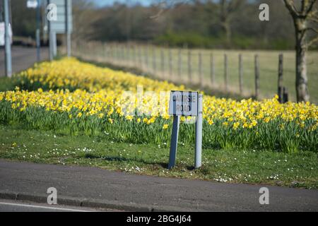 Lennoxtown, Großbritannien. April 2020. Im Bild: Öffentliche Gärten in der kleinen Stadt nördlich von Glasgow namens Lennoxtown. Leere Parkbank mit Blumenbeeten aus Narzissen und Tulpen und Kirschblüten. Merkwürdig beschäftigt mit ‘Rush Hour' Verkehr auf der Straße, als Pendler oder Menschen an einem Tag kommen zurück zu ihren Häusern während der Coronavirus (COVID-19) Sperrung. Quelle: Colin Fisher/Alamy Live News Stockfoto