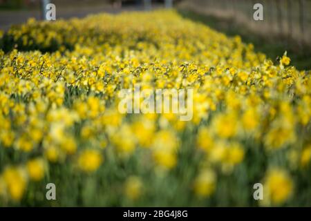 Lennoxtown, Großbritannien. April 2020. Im Bild: Öffentliche Gärten in der kleinen Stadt nördlich von Glasgow namens Lennoxtown. Leere Parkbank mit Blumenbeeten aus Narzissen und Tulpen und Kirschblüten. Merkwürdig beschäftigt mit ‘Rush Hour' Verkehr auf der Straße, als Pendler oder Menschen an einem Tag kommen zurück zu ihren Häusern während der Coronavirus (COVID-19) Sperrung. Quelle: Colin Fisher/Alamy Live News Stockfoto