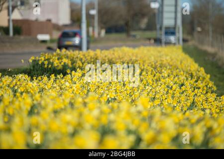 Lennoxtown, Großbritannien. April 2020. Im Bild: Öffentliche Gärten in der kleinen Stadt nördlich von Glasgow namens Lennoxtown. Leere Parkbank mit Blumenbeeten aus Narzissen und Tulpen und Kirschblüten. Merkwürdig beschäftigt mit ‘Rush Hour' Verkehr auf der Straße, als Pendler oder Menschen an einem Tag kommen zurück zu ihren Häusern während der Coronavirus (COVID-19) Sperrung. Quelle: Colin Fisher/Alamy Live News Stockfoto