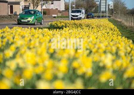 Lennoxtown, Großbritannien. April 2020. Im Bild: Öffentliche Gärten in der kleinen Stadt nördlich von Glasgow namens Lennoxtown. Leere Parkbank mit Blumenbeeten aus Narzissen und Tulpen und Kirschblüten. Merkwürdig beschäftigt mit ‘Rush Hour' Verkehr auf der Straße, als Pendler oder Menschen an einem Tag kommen zurück zu ihren Häusern während der Coronavirus (COVID-19) Sperrung. Quelle: Colin Fisher/Alamy Live News Stockfoto