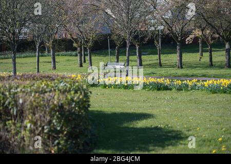 Lennoxtown, Großbritannien. April 2020. Im Bild: Öffentliche Gärten in der kleinen Stadt nördlich von Glasgow namens Lennoxtown. Leere Parkbank mit Blumenbeeten aus Narzissen und Tulpen und Kirschblüten. Merkwürdig beschäftigt mit ‘Rush Hour' Verkehr auf der Straße, als Pendler oder Menschen an einem Tag kommen zurück zu ihren Häusern während der Coronavirus (COVID-19) Sperrung. Quelle: Colin Fisher/Alamy Live News Stockfoto