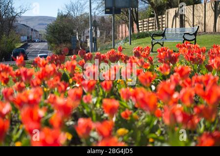 Lennoxtown, Großbritannien. April 2020. Im Bild: Öffentliche Gärten in der kleinen Stadt nördlich von Glasgow namens Lennoxtown. Leere Parkbank mit Blumenbeeten aus Narzissen und Tulpen und Kirschblüten. Merkwürdig beschäftigt mit ‘Rush Hour' Verkehr auf der Straße, als Pendler oder Menschen an einem Tag kommen zurück zu ihren Häusern während der Coronavirus (COVID-19) Sperrung. Quelle: Colin Fisher/Alamy Live News Stockfoto