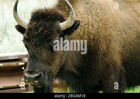 Nahaufnahme eines gehörnten Bisons auf einer Nationalparkstraße Stockfoto