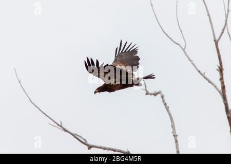 Golden Eagle Canada Prairie Migration im Flug Stockfoto