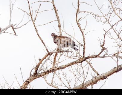 Golden Eagle Kanada Prairie Migration inTree Stockfoto