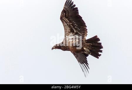 Golden Eagle Canada Prairie Migration im Flug Stockfoto