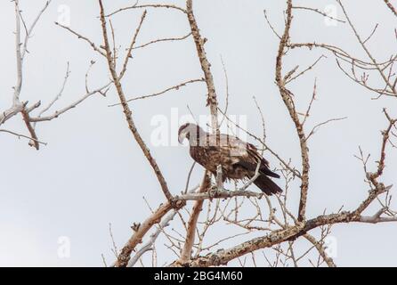 Golden Eagle Kanada Prairie Migration inTree Stockfoto