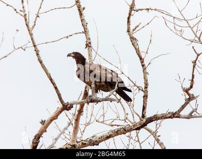 Golden Eagle Kanada Prairie Migration inTree Stockfoto