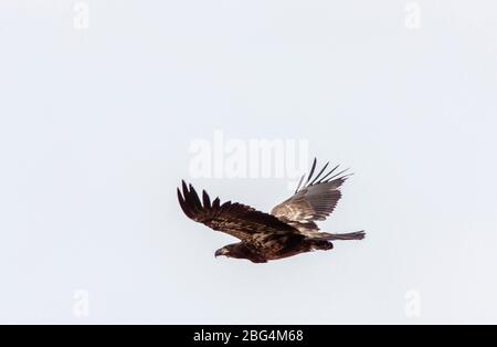 Golden Eagle Canada Prairie Migration im Flug Stockfoto