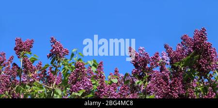 Banner-Format, Panoramablick auf die schönen lila Frühlingsblumen eines Syringa-Strauchs vor einem Hintergrund von blauem Himmel. Auch bekannt als gewöhnlicher Flieder. Stockfoto