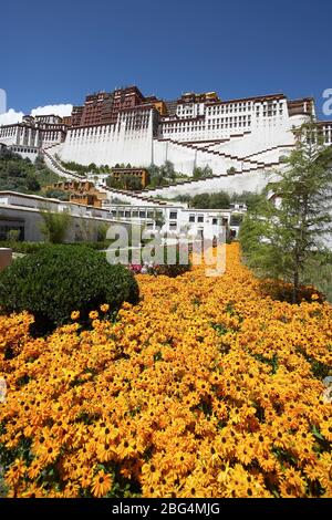 Gelbe Frühlingsblumen im Potala Palast in Lhasa Stockfoto