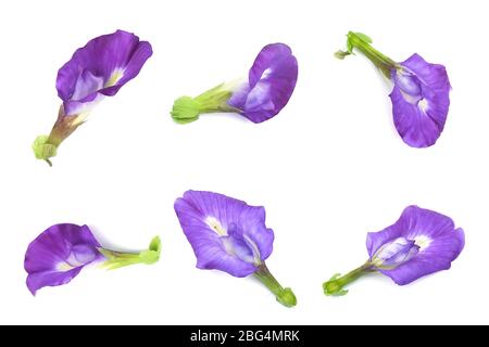 Schöne Blume, Satz von Lila Schmetterling Erbsenblumen oder Asian Pigeonwings Blumen isoliert auf weißem Hintergrund. Stockfoto