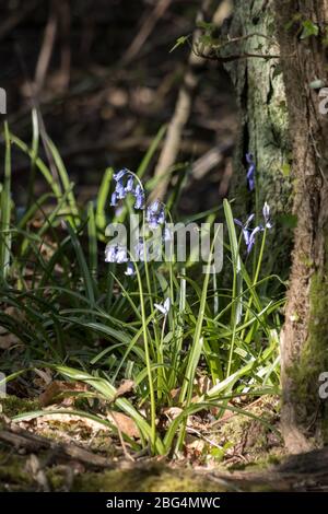 Ein Klumpen Bluebells, die von Frühlingssonne beleuchtet werden Stockfoto