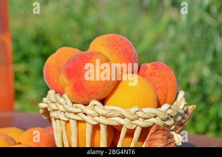Reife Aprikosen auf grünem Hintergrund. Frische Aprikosen Stockfoto
