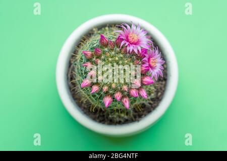 Kleine Sukkulente mit rosa Blüten in einem Glas auf hellgrünem Hintergrund, selektiver Fokus. Draufsicht, Nahaufnahme. Stockfoto