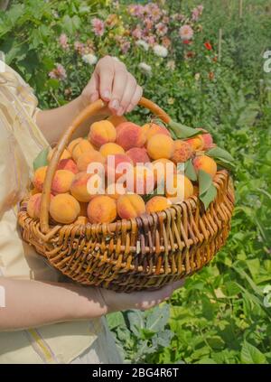 Frisch gepflückte Aprikosenfrüchte. Aprikosen im Korb Stockfoto