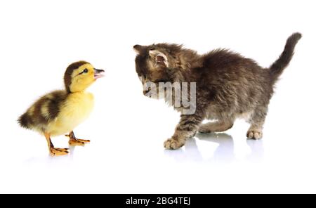 Kleine Kätzchen und Entlein isoliert auf weiß Stockfoto