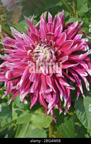 Lila Blüten von Vancouver dahlia. Dahlia Varietät Vancouver mit weißen rosa violetten Blütenblättern. Stockfoto