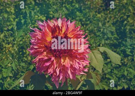 Große fuzzy Kombination von Pfirsich und rosa Farbe Dahlia Blume Stockfoto