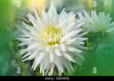 Dahlie mit cremig weiße Blütenblätter. Dahlie White Star. Weiß dahlien im garten Stockfoto