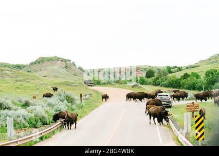 Eine Herde Bisons geht über eine Straße im Theodore Roosevelt National Park Stockfoto