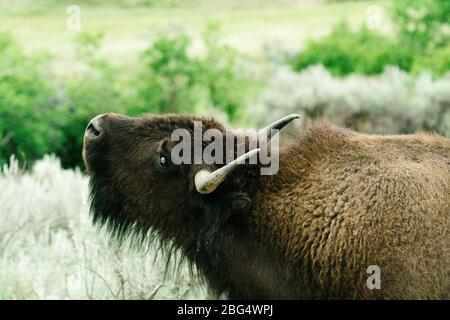 Ansicht eines erwachsenen Bisons, der seinen Kopf in der Luft hebt Stockfoto