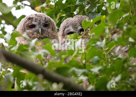 Waldkauz (Strix Aluco) Stockfoto