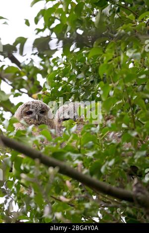 Waldkauz (Strix Aluco) Stockfoto