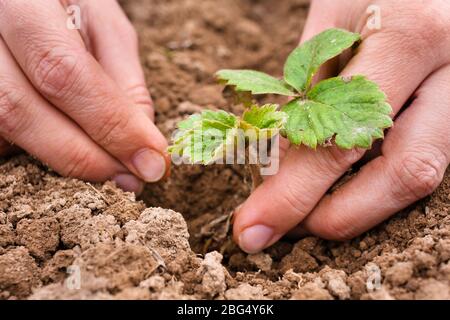 Frauenhände, die Erdbeerseedling Pflanzen Stockfoto