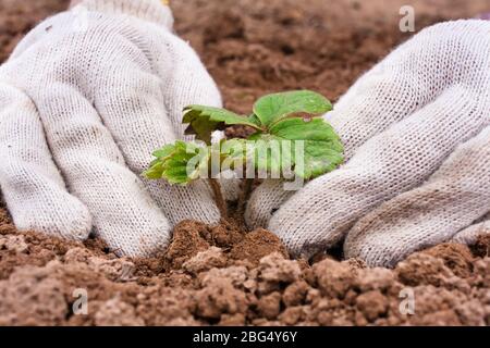 Frauenhände, die Erdbeerseedling Pflanzen Stockfoto