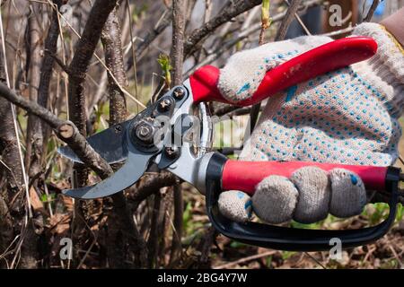 Der Garten Gartenschere in der Hand der Frauen Stockfoto