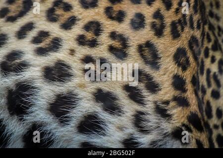 Leopard Fell Nahaufnahme Textur - Panthera pardus Stockfoto