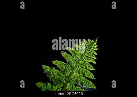 Frische grüne Blätter von Paco Farn oder Gemüsefarn (Diplomazium esculentum (Retz.) Sw.) Stockfoto