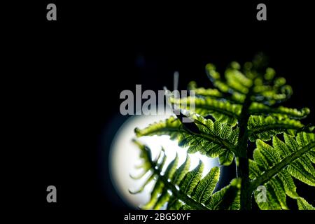 Frische grüne Blätter von Paco Farn oder Gemüsefarn (Diplomazium esculentum (Retz.) Sw.) Stockfoto