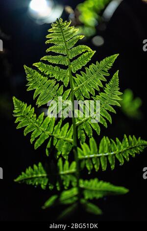 Frische grüne Blätter von Paco Farn oder Gemüsefarn (Diplomazium esculentum (Retz.) Sw.) Stockfoto
