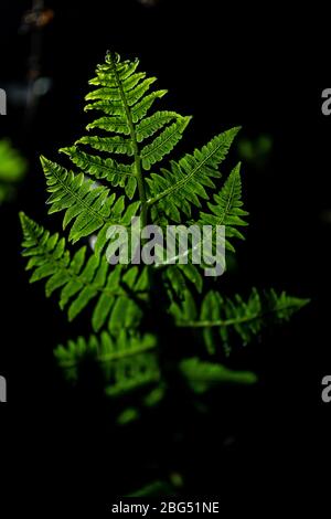 Frische grüne Blätter von Paco Farn oder Gemüsefarn (Diplomazium esculentum (Retz.) Sw.) Stockfoto