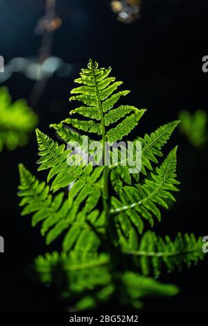 Frische grüne Blätter von Paco Farn oder Gemüsefarn (Diplomazium esculentum (Retz.) Sw.) Stockfoto