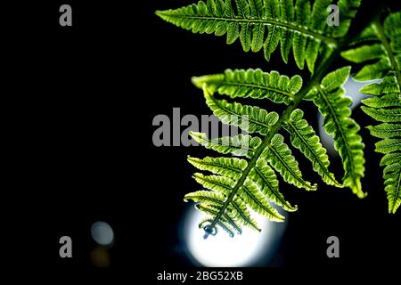 Frische grüne Blätter von Paco Farn oder Gemüsefarn (Diplomazium esculentum (Retz.) Sw.) Stockfoto