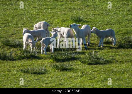 Torrance, East Dunbartonshire, Großbritannien. April 2020. Im Bild: Frühlingslämmer spielen in der Abendsonne. Die kleinen Lämmer spielen und springen auf den Feldern und saugen Milch von ihren Müttern. Quelle: Colin Fisher/Alamy Live News Stockfoto